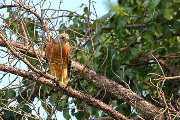 Red shouldered hawk perched in tree. 