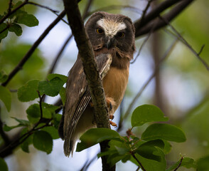 Saw whet owl young in the spring