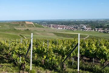 Young bunches of pinot noir grapes growing and forming on branch on grand cru hilly vineyards near...