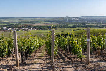 Young bunches of pinot noir grapes growing and forming on branch on grand cru hilly vineyards near...