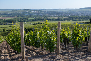 Young bunches of pinot noir grapes growing and forming on branch on grand cru hilly vineyards near...