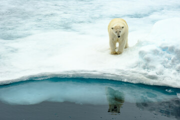 polar bear on ice reflection