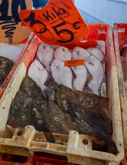 Catch of the day on fist market in Oostende, North Sea, Belgium, fresh turbot, bot, plaice flat...