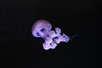 Marble jellyfish, Lychnorhiza lucerna jellyfish drifting gracefully in deep blue water of aquarium....