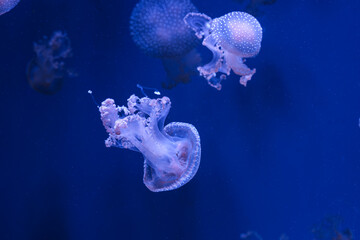 Group of Phyllorhiza punctata or Australian spotted jellyfish drifting gracefully in deep blue...