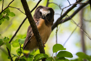 Saw whet owl young in the spring