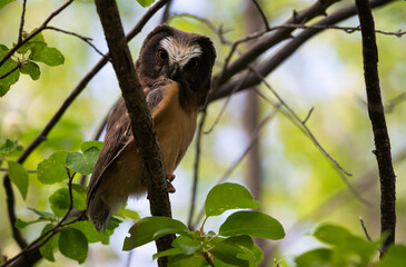 Saw whet owl young in the spring