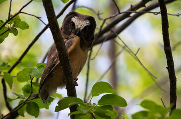 Saw whet owl young in the spring