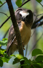 Saw whet owl young in the spring