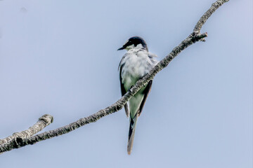 枝にとまるサンショウクイ