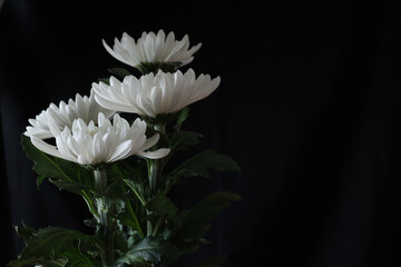 黒背景の白菊