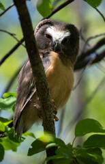Saw whet owl young in the spring