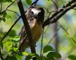 Saw whet owl young in the spring