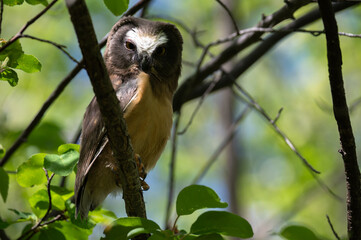 Saw whet owl young in the spring