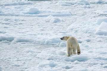 polar bear on ice