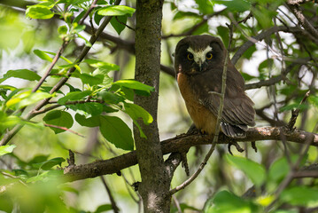 Saw whet owl young in the spring
