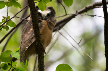 Saw whet owl young in the spring