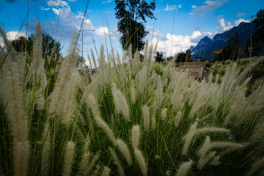 grass in the mountains