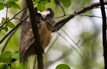 Saw whet owl young in the spring