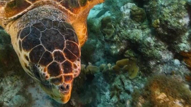 Sea Turtle Close-Up on Coral Reef in Tropical Blue Water