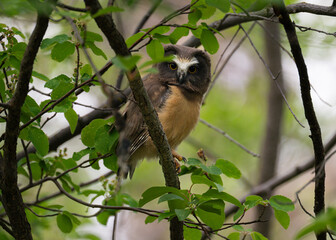Saw whet owl young in the spring