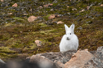 white arctic hare © Amalia Goodall