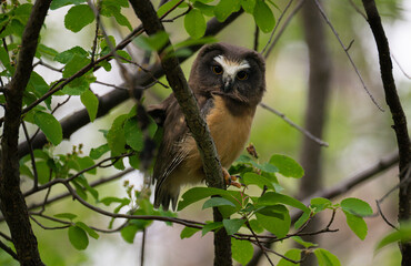 Saw whet owl young in the spring