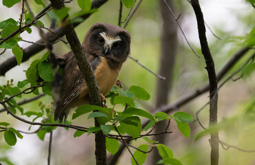 Saw whet owl young in the spring