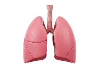 Anatomical Model of Human Lungs with Trachea and Bronchi Isolated on Black Background for Medical