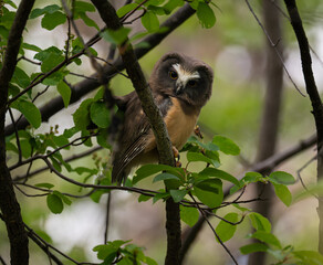 Saw whet owl young in the spring