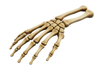 Anatomical Skeleton Hand Model Displayed Against Black Background for Educational Purposes