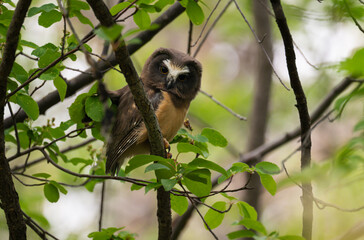 Saw whet owl young in the spring