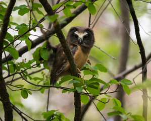 Saw whet owl young in the spring
