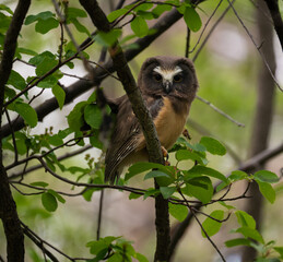 Saw whet owl young in the spring