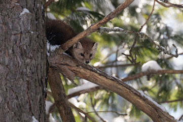 Marten in the wilderness in Canada