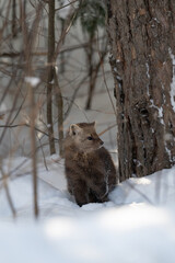 Obraz premium American marten in Ontario, Canada in the winter