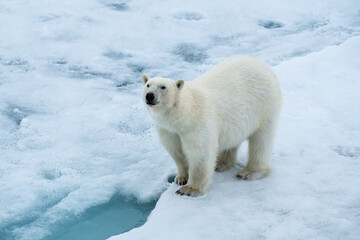 polar bear on ice