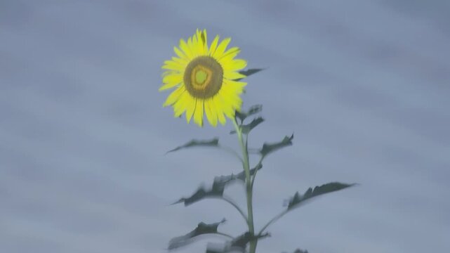 Tokyo, Japan - August 15, 2025: Reflection of sunflower on water in the morning

