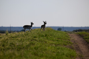 Female Blackbuck Antelope in Pampas plain environment, La Pampa province, Argentina