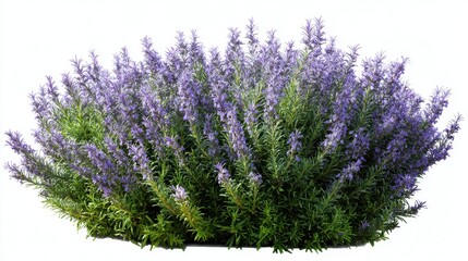 Stunning photo of rosemary, (Salvia rosmarinus, Rosmarinus officinalis) plant set frontal bush herbaceous perennial plant isolated png on a white background perfectly cutout.