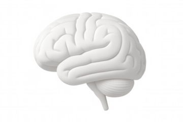 White realistic 3d brain model isolated on transparent background, symbolizing thought, intelligence, and cognitive function