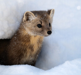 American marten in Ontario, Canada in the winter