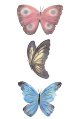 蝶々のイラスト