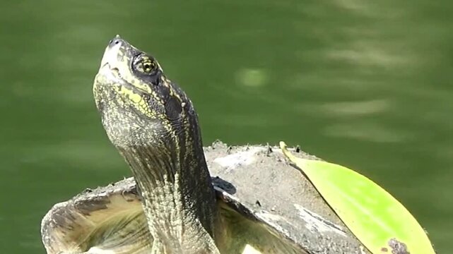 Freshwater Pond Turtle Basking with Leaf on Shell