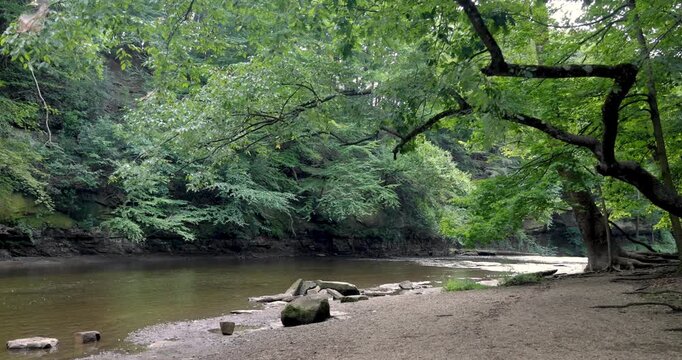 Scenic landscape of large lush green tree by the Tinker's creek in Ohio wilderness.