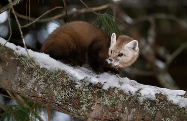 Marten in the Canadian wilderness in the winter