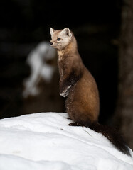 Marten in the Canadian wilderness in the winter