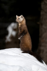Marten in the winter in Canada's north