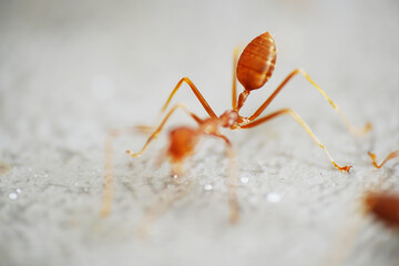 Macro shot of fire red ant on the ground