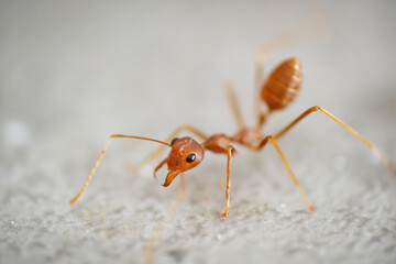 Macro shot of fire red ant on the ground
